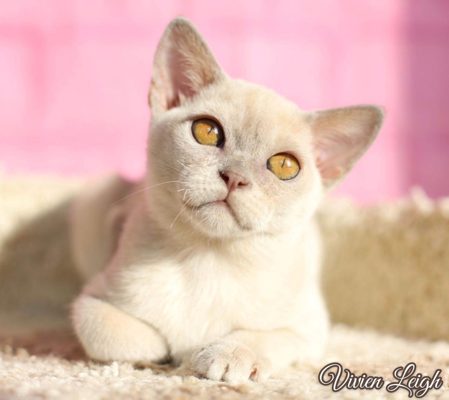 бурманская кошка фото